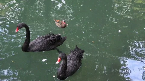 Black swans on a lake Stock Footage 42015349