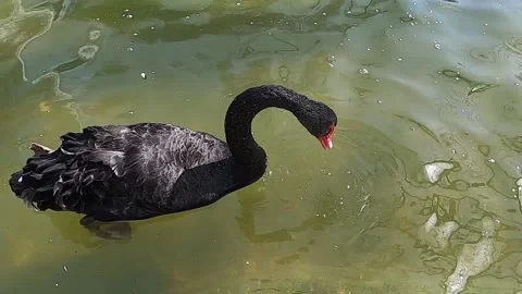 Black swans on the lake Video stock 176355402