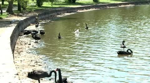 Black swans on a lake shore swimming and resting Stock Footage
