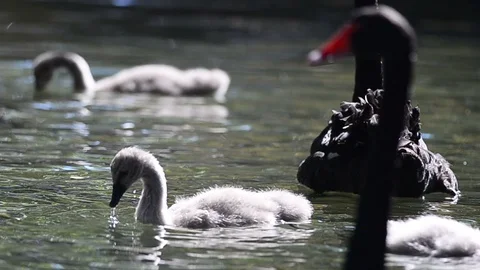 Black swans with offspring Stock Footage 94369328