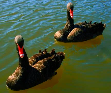 Black Swans Stock Photos