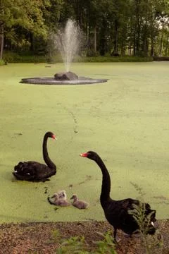Black swans Stock Photos