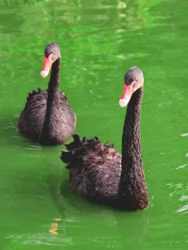 Black Swans Stock Photos