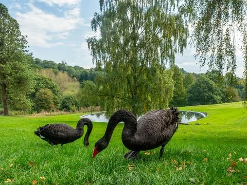 Black swans Stock Photos