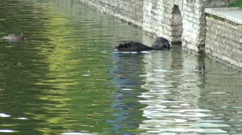 Black Swans in a pond 動画素材 28558525
