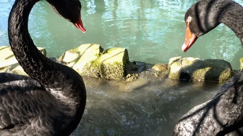 Black swans in a pond Stock Footage 108631478