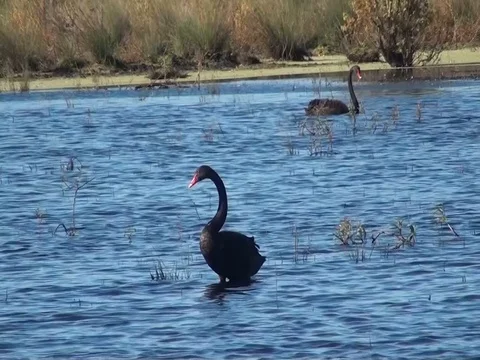 Black Swans In A Pond Stock Footage 129580752