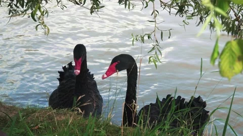 Black swans in the pond Stock Footage 137704605