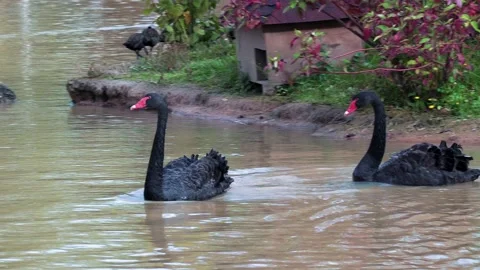 Black swans in the pond Stock Footage 137704802