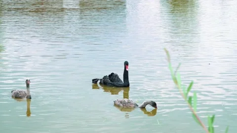 Black swans in the pond Stock Footage 137706040