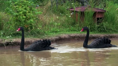 Black swans in the pond Stock Footage 137709080
