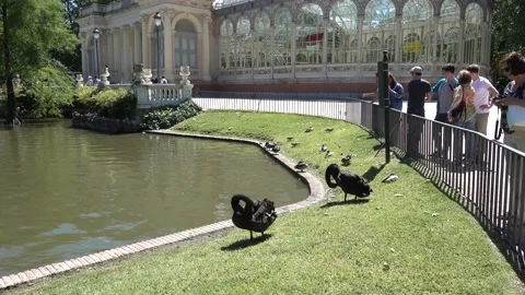 Black swans at the pond in Parque de El Retiro. Madrid, Spain, may 2017. Stock Footage 133087643