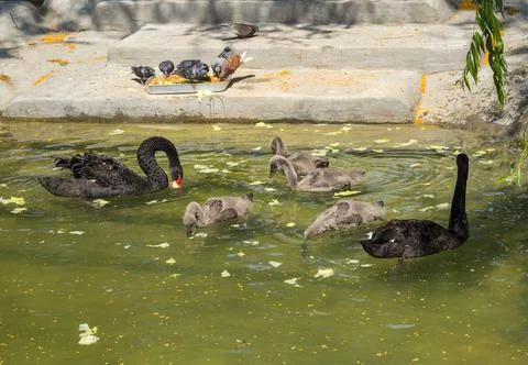 Black swans in the pond Stock Photos