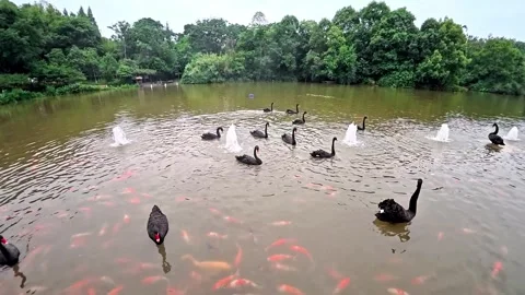 Black swans on a pond in summer 4K Stock Footage 340149562
