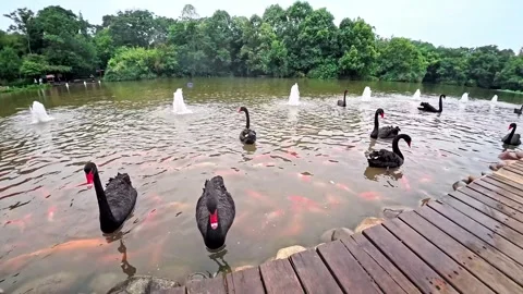 Black swans on a pond in summer 4K Stock Footage 340149574
