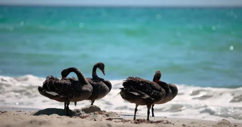 Black Swans preening on a sandy beach with clear water in the background. Perth Stock Footage 263689814