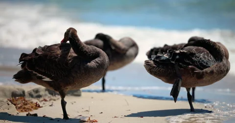 Black Swans preening on a sandy beach with clear water in the background. Perth Stock Footage 263689830