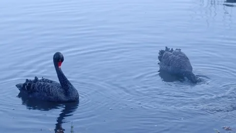 Black Swans Scratching and Foraging Stock Footage 74692962
