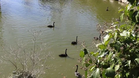 Black swans swimming in a lake. Stock Footage
