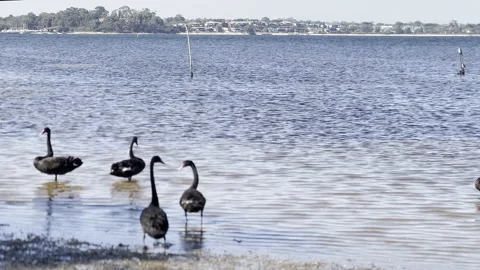 Black swans wade through shallow water on shore of Swan River at low tide Stock Footage 230244555