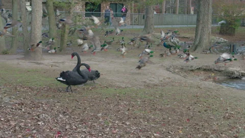 Black Swans walk slowly while a flock of ducks take flight behind them Stock Footage 262807763