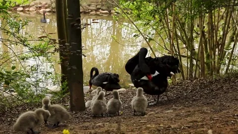 Black swans walking with cute cubs to the pond Stock Footage 165393620