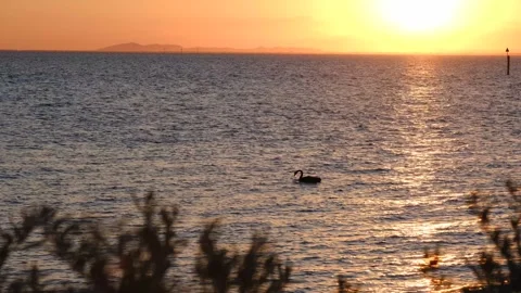 Black Swans in Water during Sunset 4K Stock Footage 268778556