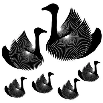 Black swans on white background Stock Illustration