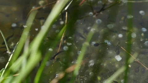 Black Tadpoles Frog Eggs Inside Pure Mountain Stream Water Stock Footage 237791948