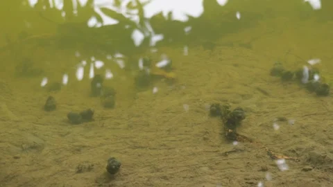 Black Tadpoles Snails Stock Footage 332558858