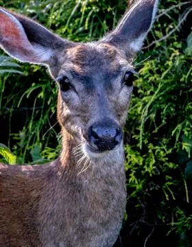 Black tail deer Stock Photos