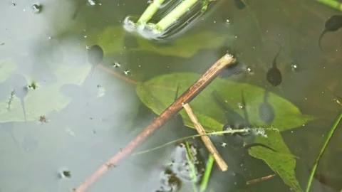 Black in tail larvae of frog swim in water of reservoir among foliage and algae. Stockbeeldmateriaal 247177694