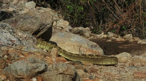 Black Tail Rattlesnake Vidéo 8660684