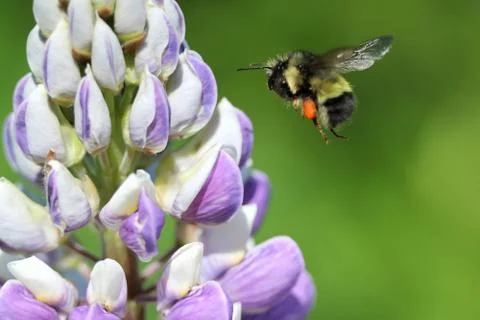 Black-tailed Bumblebee in Flight Stock Photos