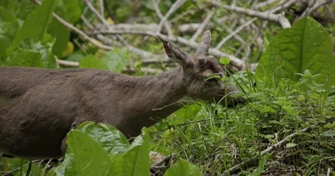 Black-tailed Deer Buck Browsing in Spring with Velvet Antlers Knobs 스톡 동영상 201552595