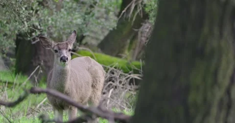 Black Tailed Deer Doe at River Bend Park Stock Footage 332321666