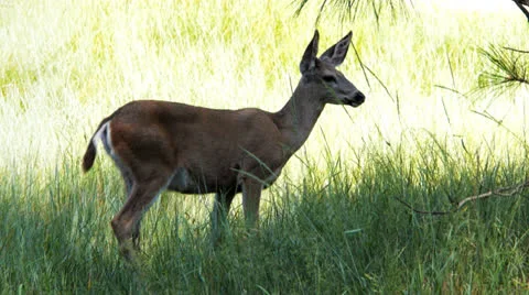 Black-tailed deer Stock Footage 25603340