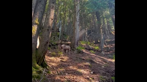 Black-tailed deer in a forested wildlife enclosure, North Vancouver Stock Footage 338057640