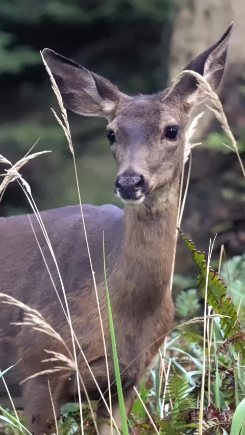 Black tailed deer grazing Stock Footage 297424679