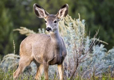 Black-tailed Deer Stock Photos