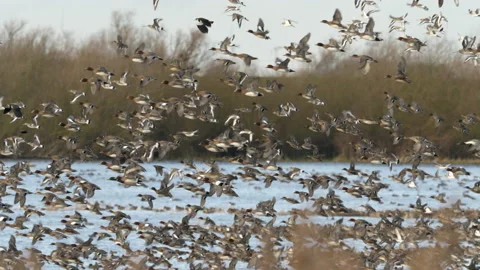 Black tailed godwit 1 and wigeon mixed flock Limosa limosa Stock Footage 148504487