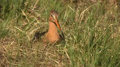 Black-tailed godwit 1 Stock Footage 18183412