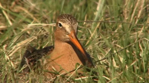 Black-tailed godwit 2 Video stock 18183407