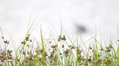 Black-tailed godwit 265 Encoding 2023 V1-0007 prob3 Stock Footage 251716338