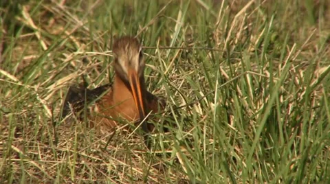 Black-tailed godwit 3 Stock Footage 18183439