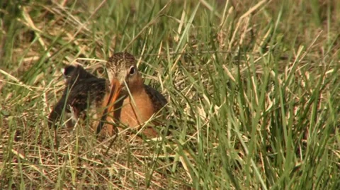 Black-tailed godwit 4 Video stock 18183444