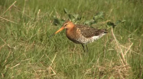 Black-tailed godwit 5 Video stock 18183459