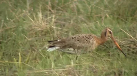 Black-tailed godwit 6 Stock Footage 18183460