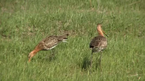 Black-tailed godwit 7 Stock Footage 18183493