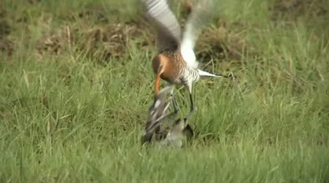 Black-tailed godwit 8 Stock Footage 18183486